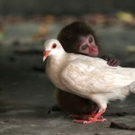 Little Monkey and white dove friends