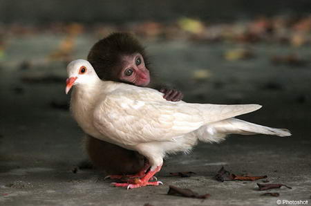 Little Monkey and white dove friends