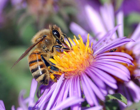 Macro bee purple flower