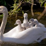 Mother Swan Cygnets
