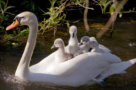 Mother Swan Cygnets