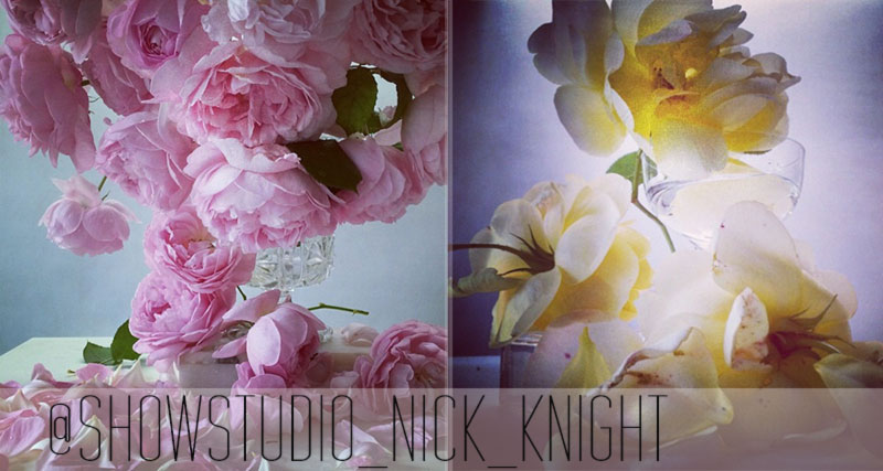 Nick Knight flowers photography roses