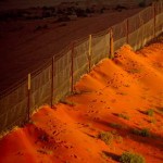 Orange sunlight dingo fence Australia Medford Taylor