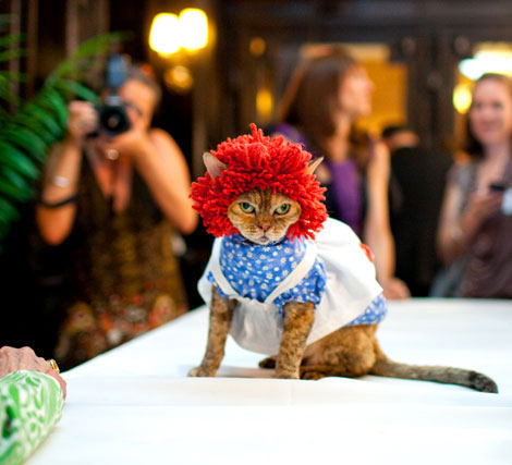 Cats Fashion Show. Good Or Bad?