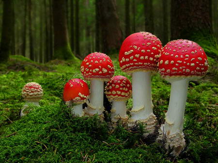 Red Mushrooms Amanita Muscaria