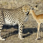 Safari Cheetah Antilope