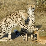 Safari Cheetah large