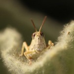 Smiling grasshopper