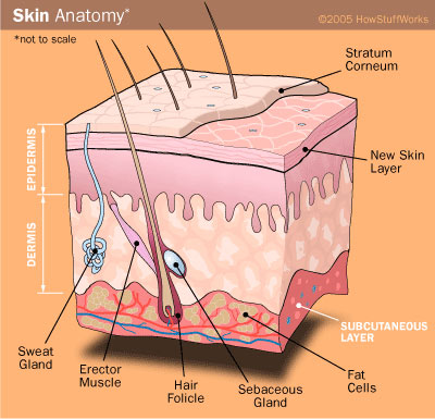 Sweat Mechanism