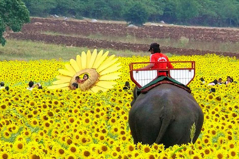 Thailand Sunflower field