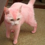 the Pink Cat
