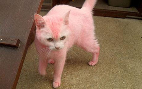 the Pink Cat