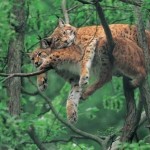 Two Wild Cats in a Tree