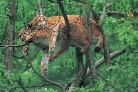 Two Wild Cats in a Tree